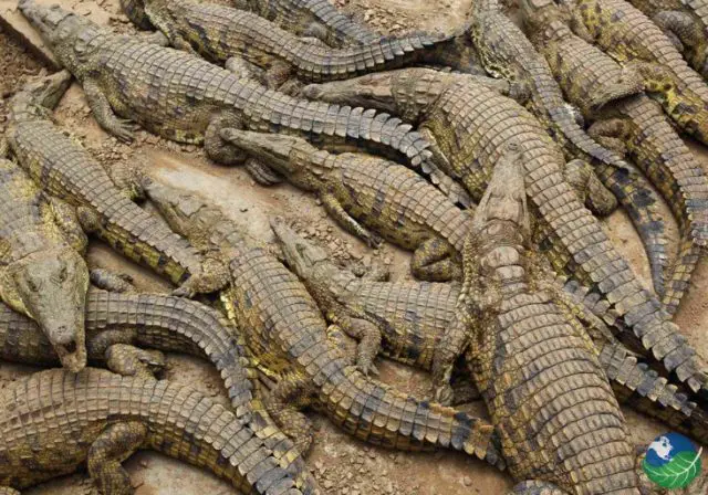 Crocodiles of Tárcoles River