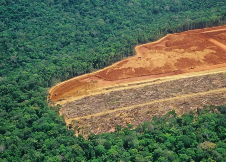 Virgin Forests All Around the World Are Disappearing Fast