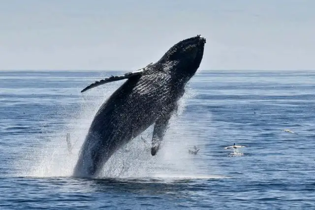 Humpback Whale is seen in Marino Ballena National Park