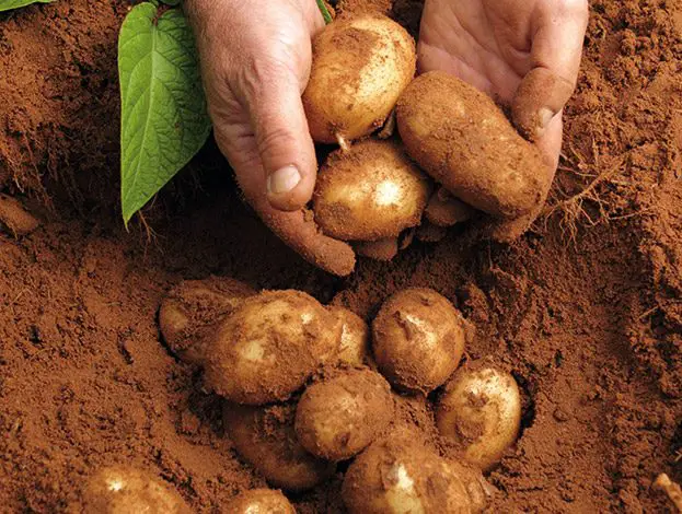 Potato tubers