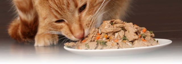 Protein food for cats