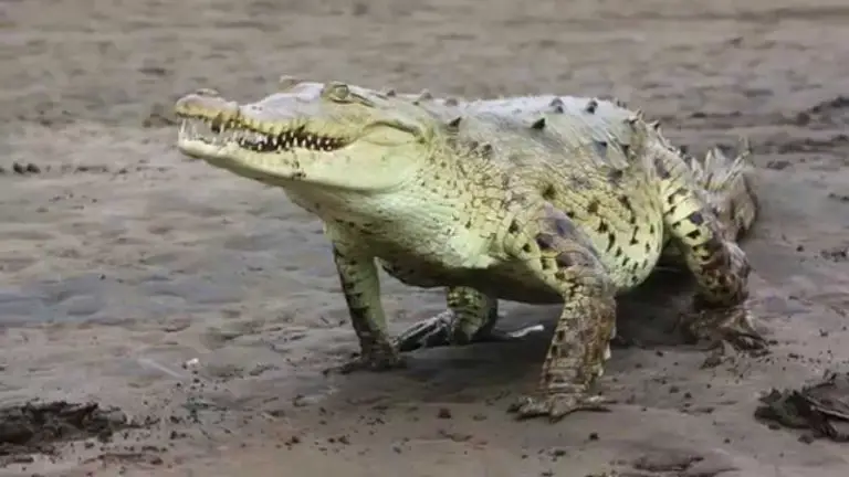 Río Tárcoles: Crocodiles in Paradise