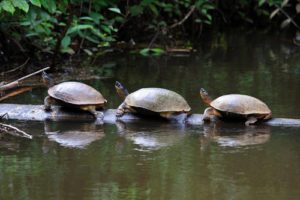 Turtles in a row