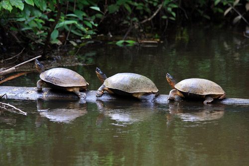 Tortuguero National Park: A Natural Sanctuary for Turtles ⋆ The Costa ...