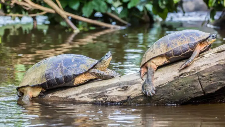 Tortuguero National Park: A Natural Sanctuary for Turtles