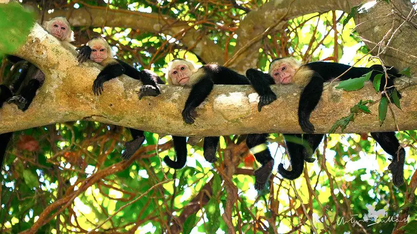 monkeys Costa Rica