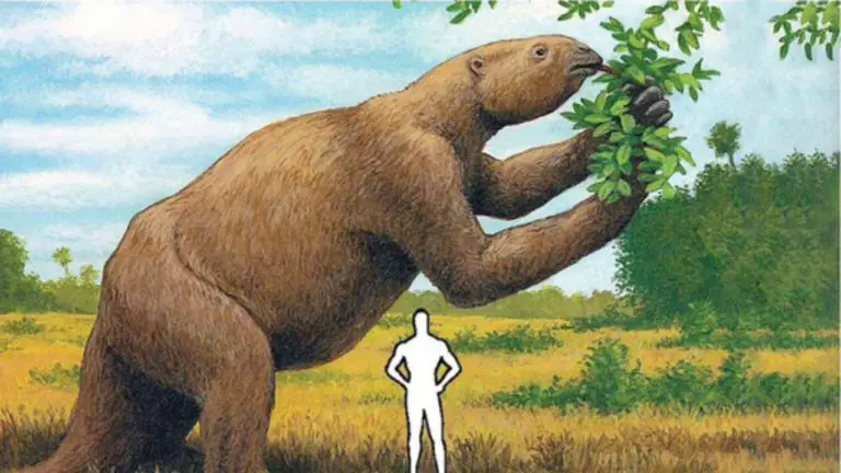Giant 5-Ton Sloth Inhabited Costa Rica’s Territory 7 Million Years Ago