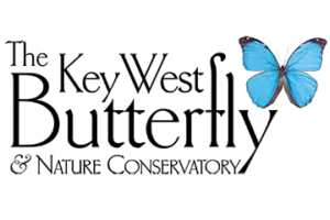 Key west butterfly