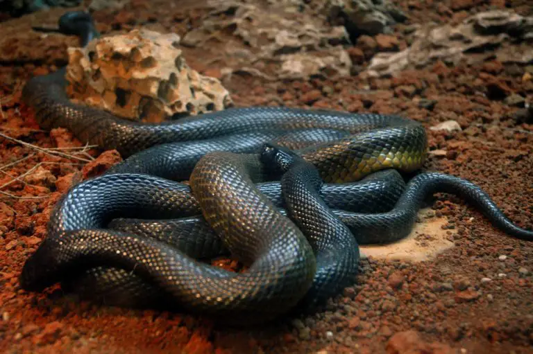 Costa Rican Scientists Participate to Create New Antidote Against Venom of Black Mamba
