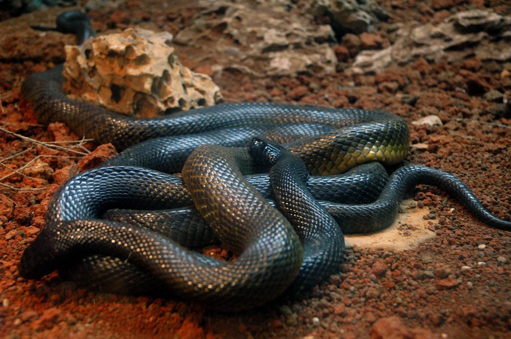 Costa Rican Scientists Participate to Create New Antidote Against Venom ...