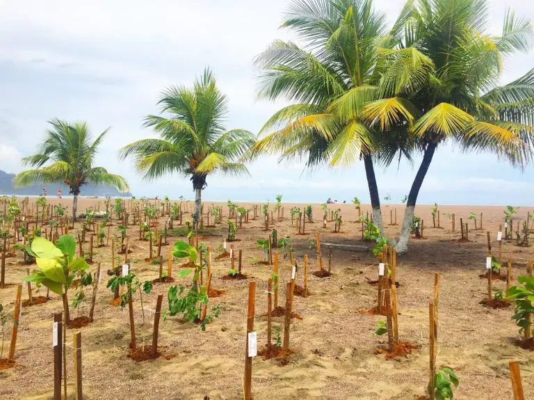 “Costas Verdes” Planted 40 Trees at Jacó Beach