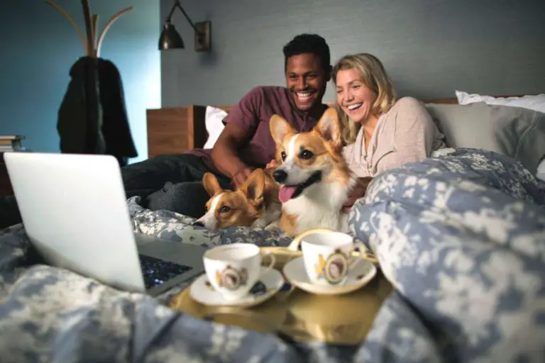 Costa Rican Zaguates Will Shine in New Netflix Series Dedicated to Dogs