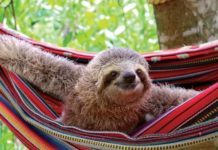 Hamaca's sloth