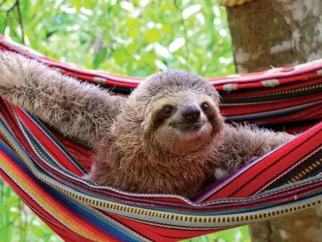 Hamaca's sloth