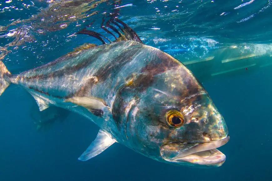 Costa Rica Holds the First International Roosterfish Tournament ⋆ The Costa  Rica News