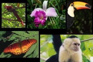 The Extraordinary Biodiversity of Costa Rica ⋆ The Costa Rica News