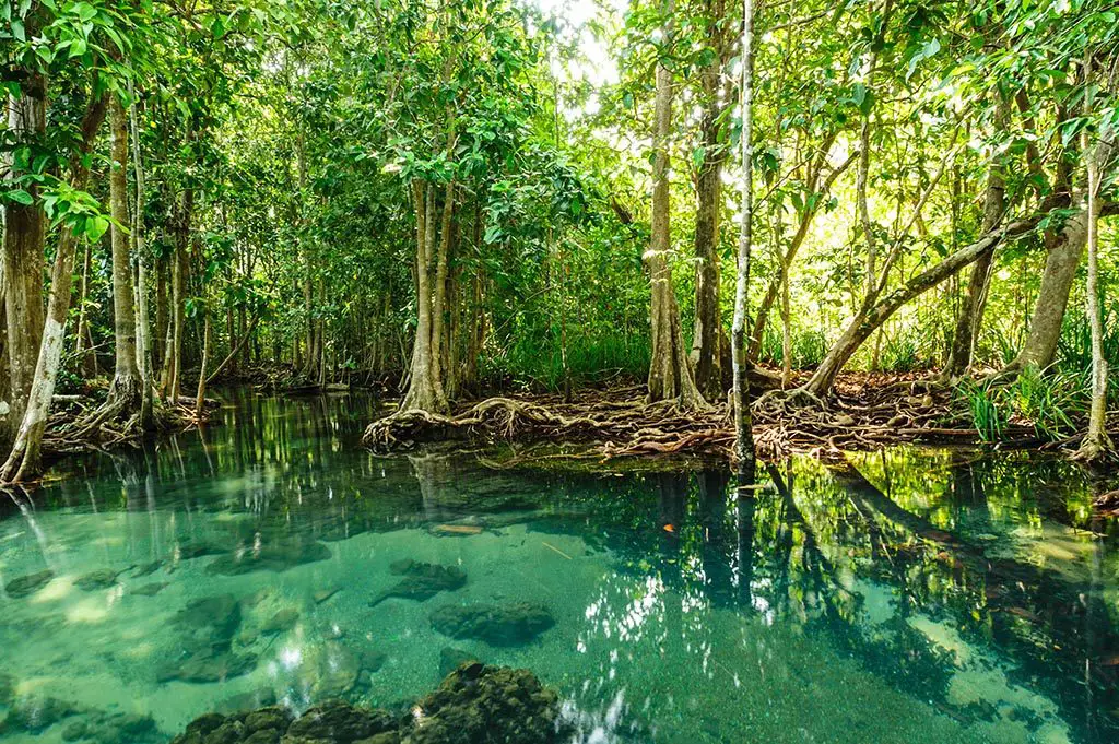 Experts Seek to Conserve and Restore Mangroves in the Country ⋆ The ...