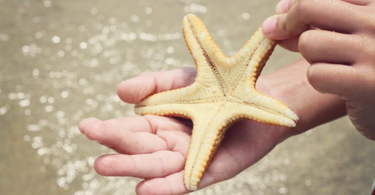 Why We Should Not Take Starfish Out of the Water