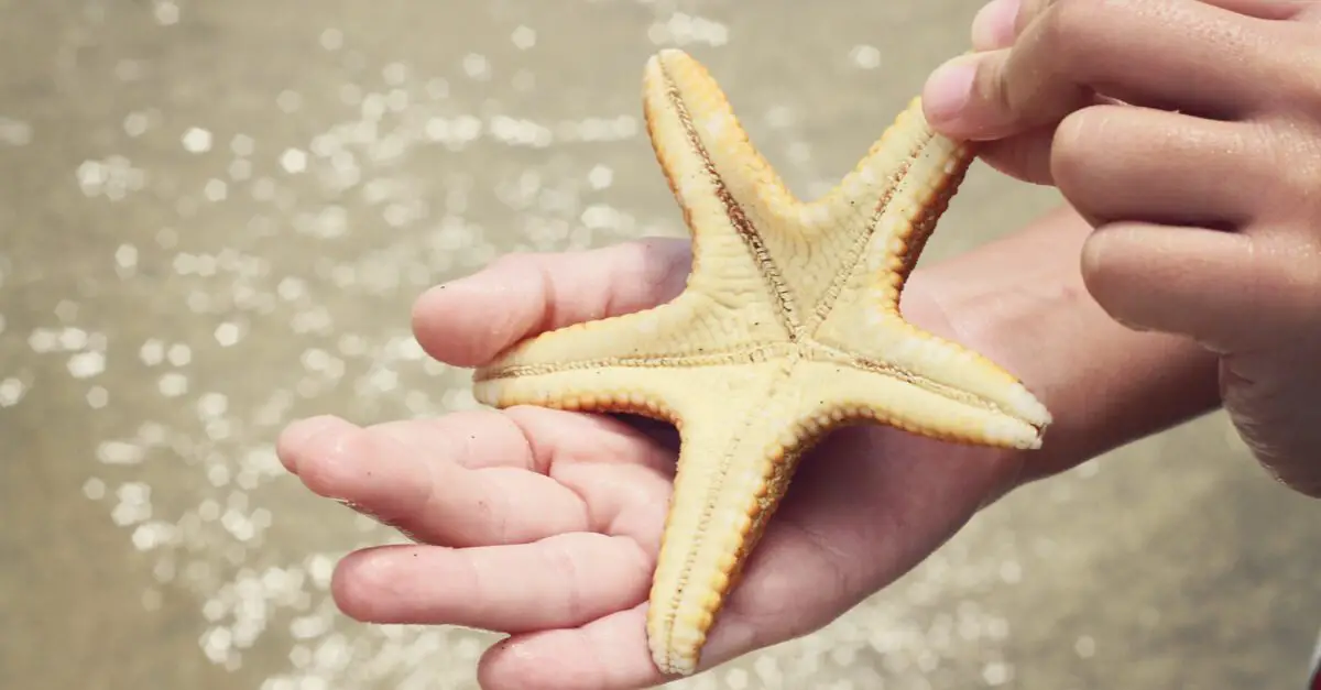 Why We Should Not Take Starfish Out of the Water.