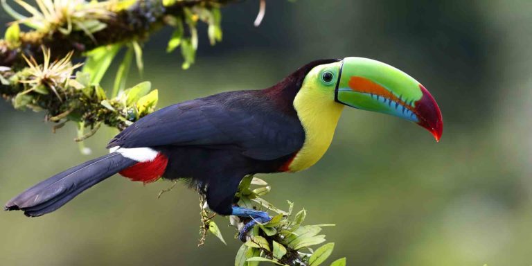 Meet the Amazing Animal Ecology in Costa Rica!
