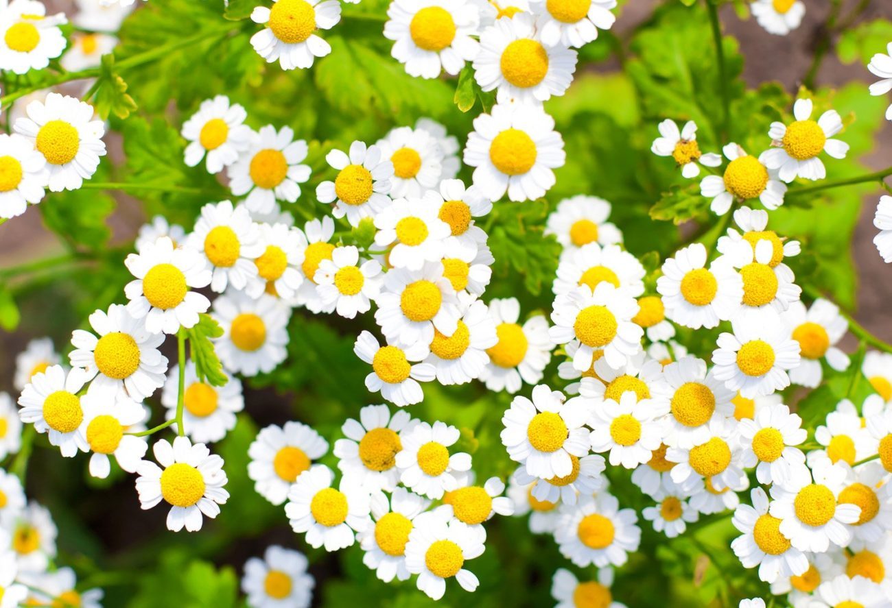 Chamomile: A Wonderful Herb with Many Properties ⋆ The Costa Rica News