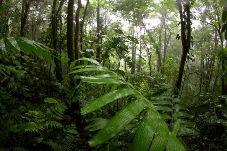 48% of Forests in Central America Are Defended by Indigenous Peoples