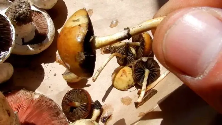 Sacred Mushrooms … in Costa Rica