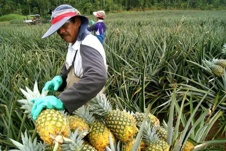 Pineapple Beats Banana in Exports