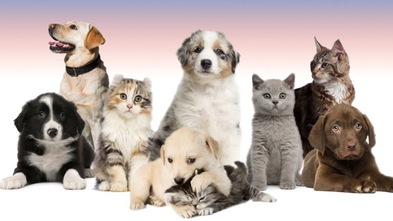 Choosing The Right Pet For Your Family