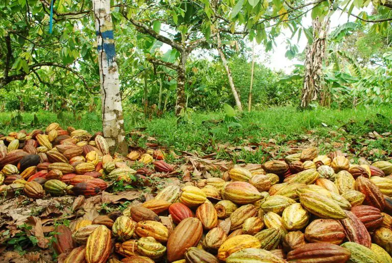 Cacao: An Alternative against Deforestation