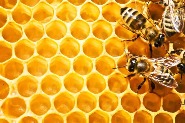Did You Know that Bees Are Capable of Making Additions and Subtractions?