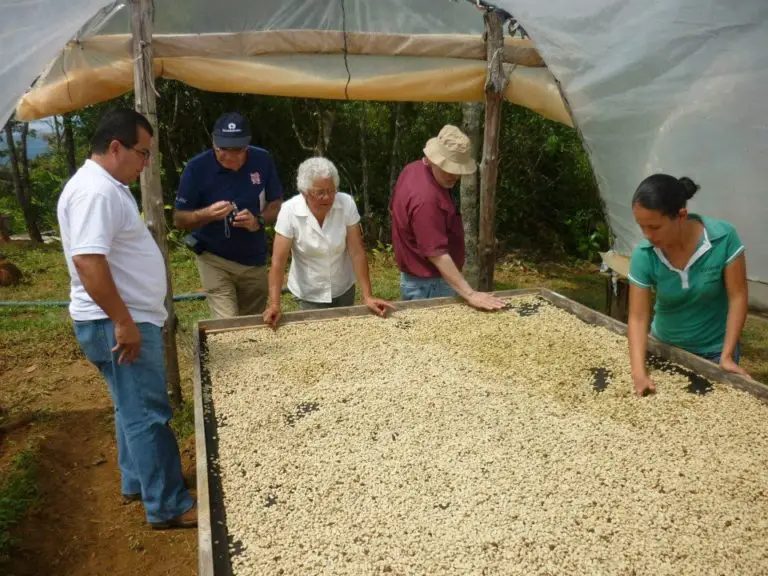 Coffee Will Be Roasted with Energy from Solar Panels in the Southern Zone
