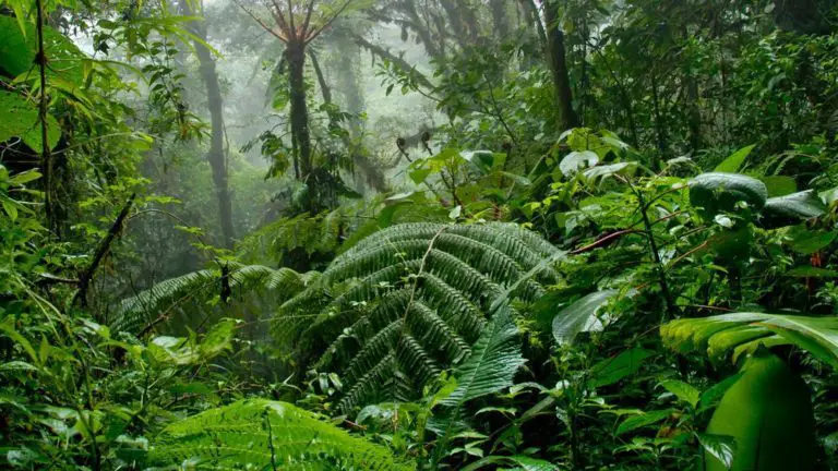 Researchers Analyze Presence and Effect of Greenhouse Gases in Costa Rican Forests