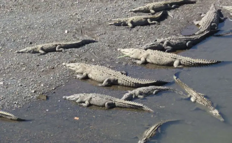 Crocodile in Costa Rica Highlights Spectacular Discovery by American Scientists