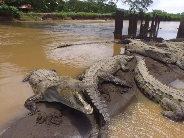 SINAC Is Sued to Apply Management Plan for River and Sea Crocodiles
