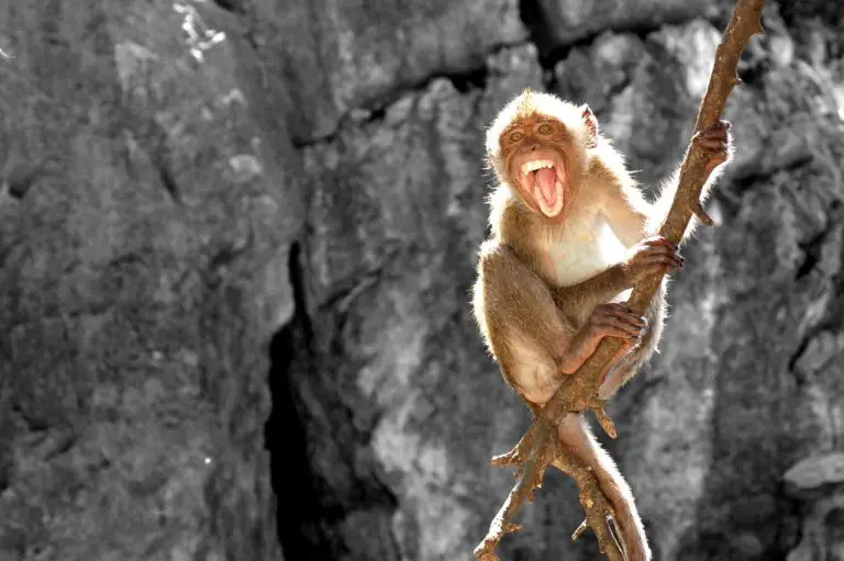 Monkeys with Strange Yellowish Color Turn on the Alarm among Biologists