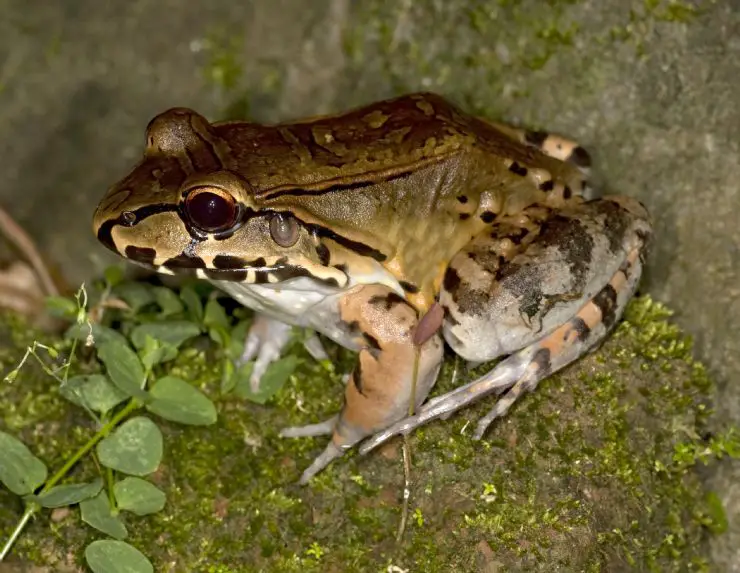 New Frog Species Is Discovered in Talamanca