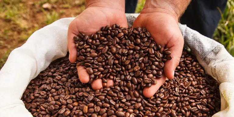 Cultivation of Coffee in Costa Rica: A National Treasure