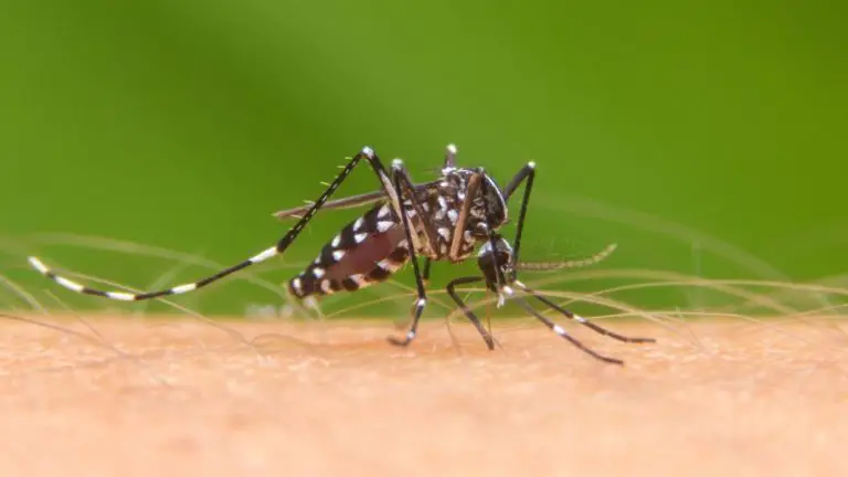 San Carlos Hospital Combats the Dengue Transmitter Mosquito with More Information