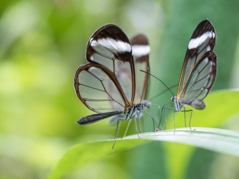 Costa Rica Becomes World Leader in the Export of Butterflies