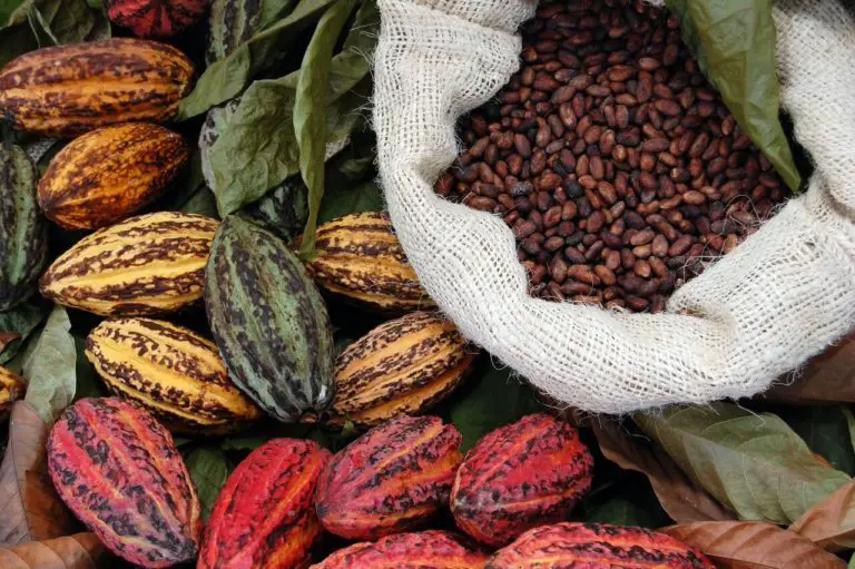 Producers Will Take Course on History and Production of Cocoa in Guatuso