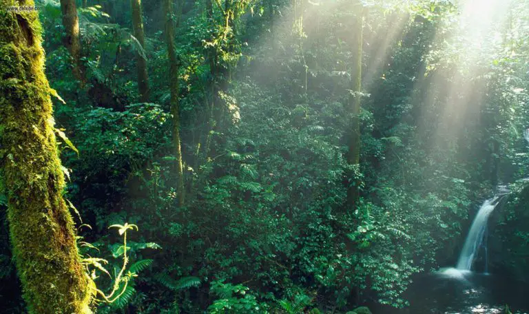 UN Fund Delivers US$13.3 Million for Contribution of Costa Rican Forests to Humanity