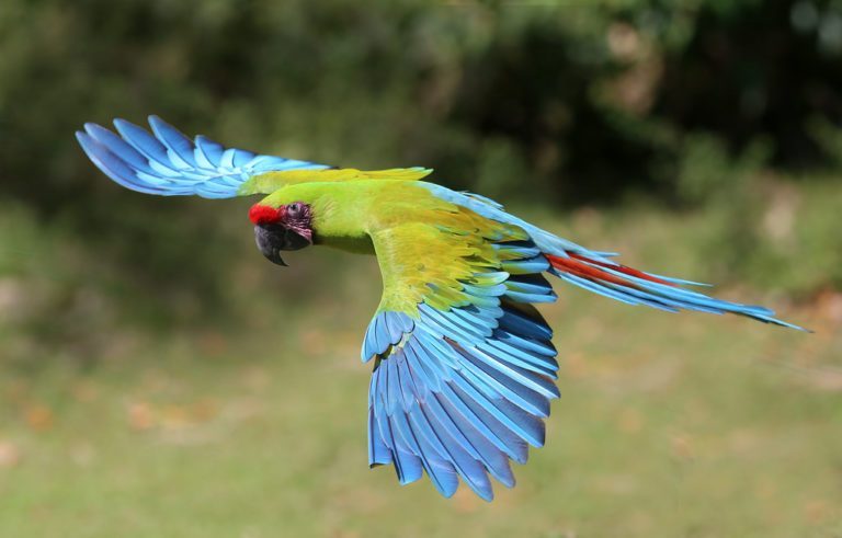 Plot of Yellow Almond Trees to Protect Endangered Green Macaw Is Sown in Sarapiquí