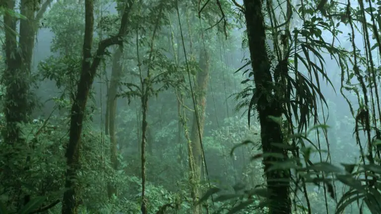 Climate Change Impacts Costa Rican Páramo Species