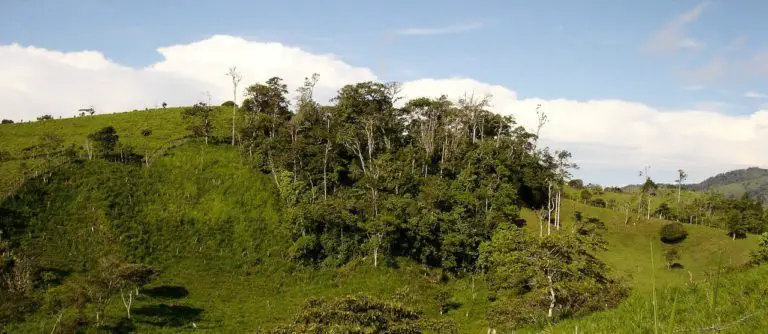 Tree Species That Are in Danger of Disappearing From the Costa Rican Forest.