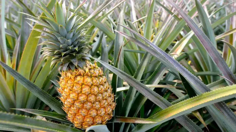 French News Channel Exposes Pollution by Agrochemicals in Costa Rican Pineapple Plantations