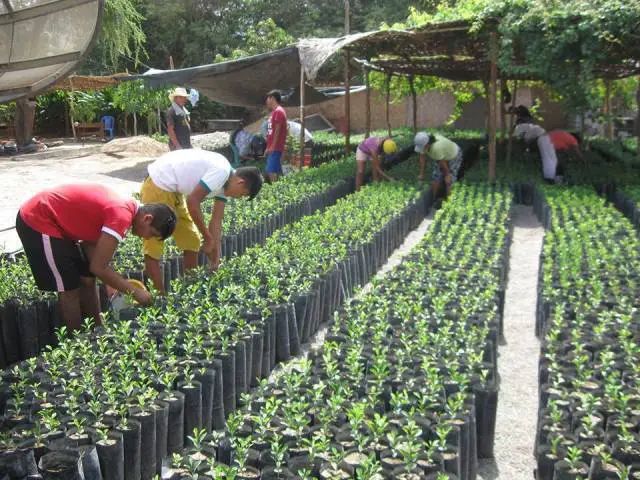 Municipal Nursery of San José Will Produce 16 Thousand Trees