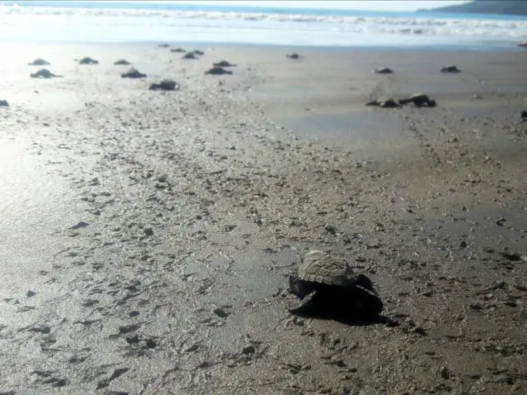 Arrival of Olive Ridley Sea Turtles Begins at Ostional Beach