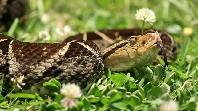 The Terciopelo Viper: Costa Rica’s Baddest Snakes