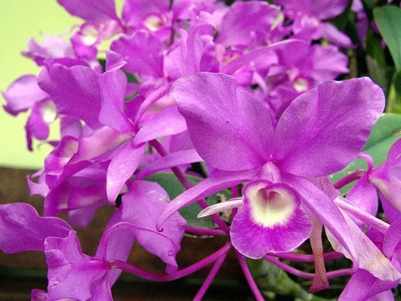 Guaria Morada National Flower of Costa Rica ⋆ The Costa Rica News